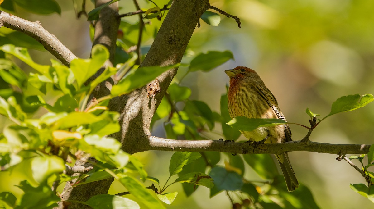 House Finch - ML646995251