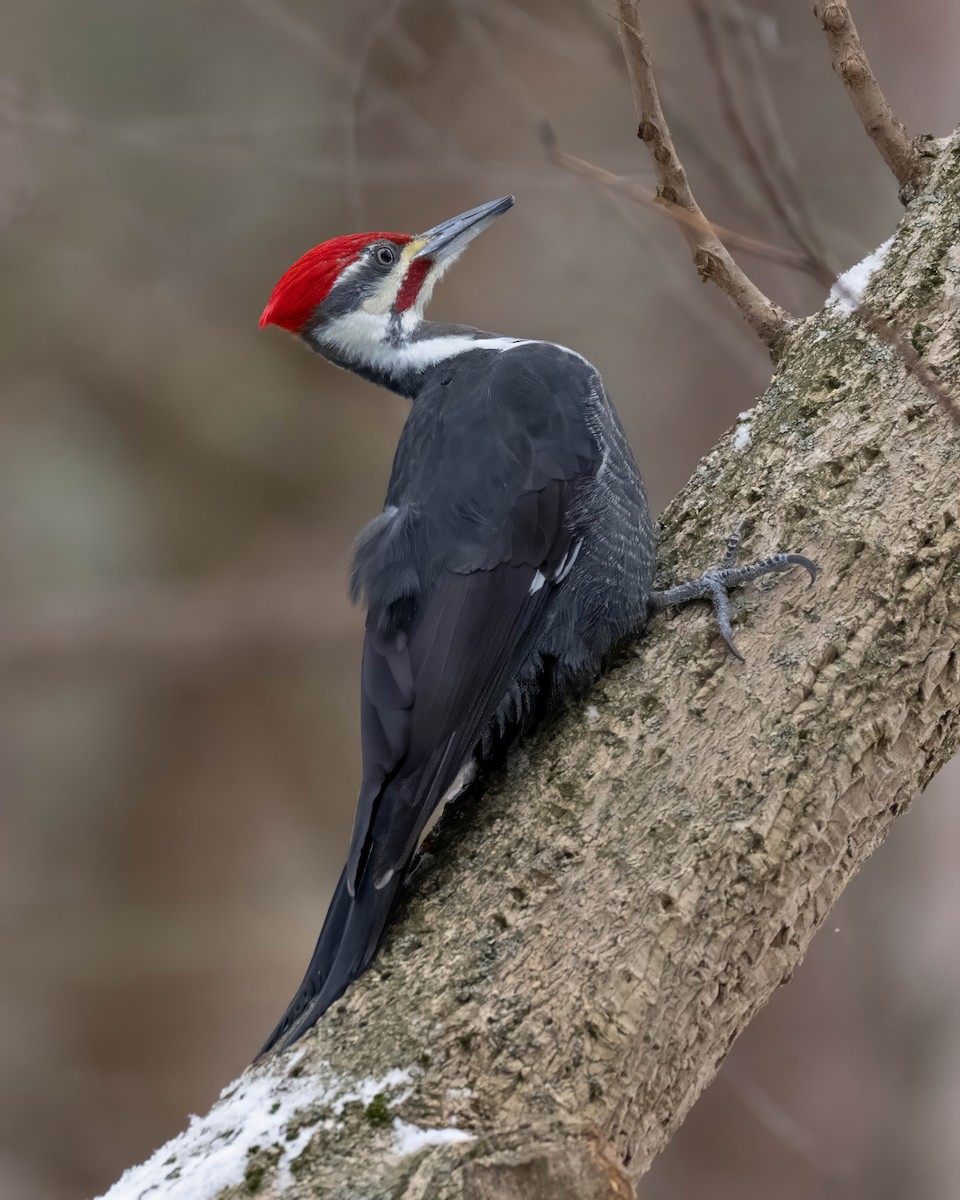 Pileated Woodpecker - ML646995253