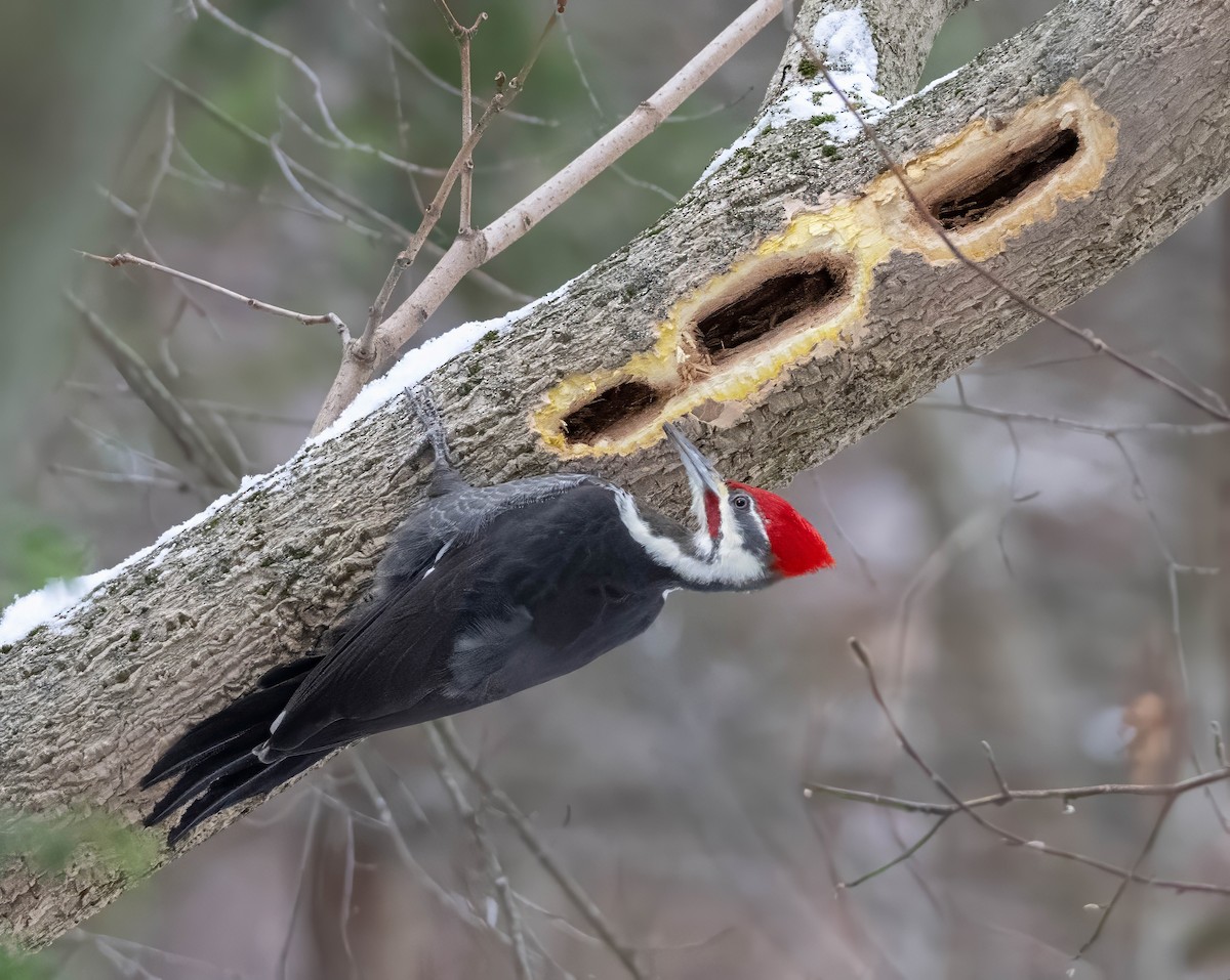 Pileated Woodpecker - ML646995254