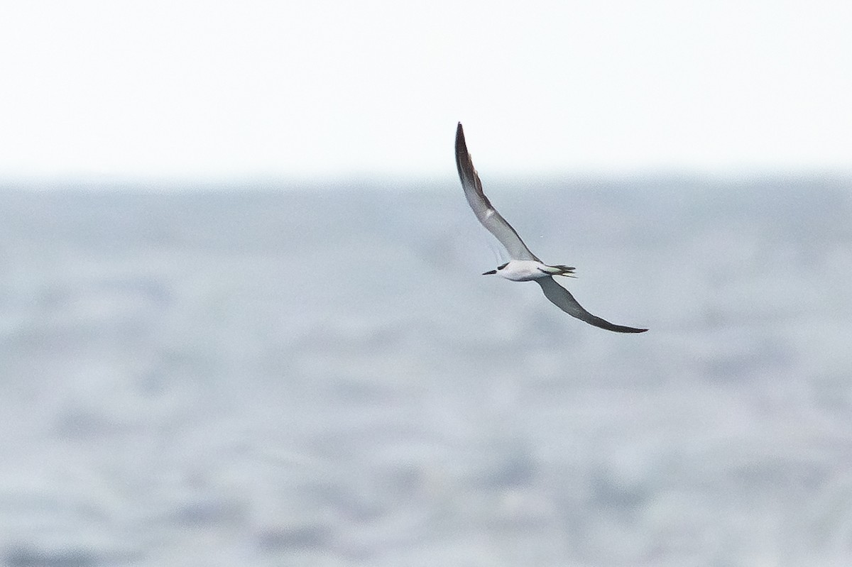 Zügelseeschwalbe - ML646995255