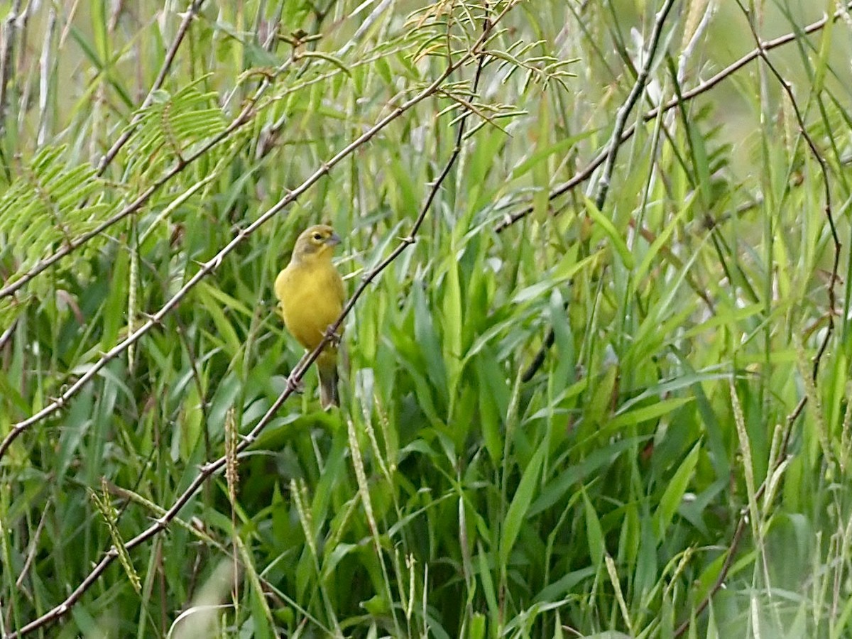 Посвірж короткодзьобий - ML646995256