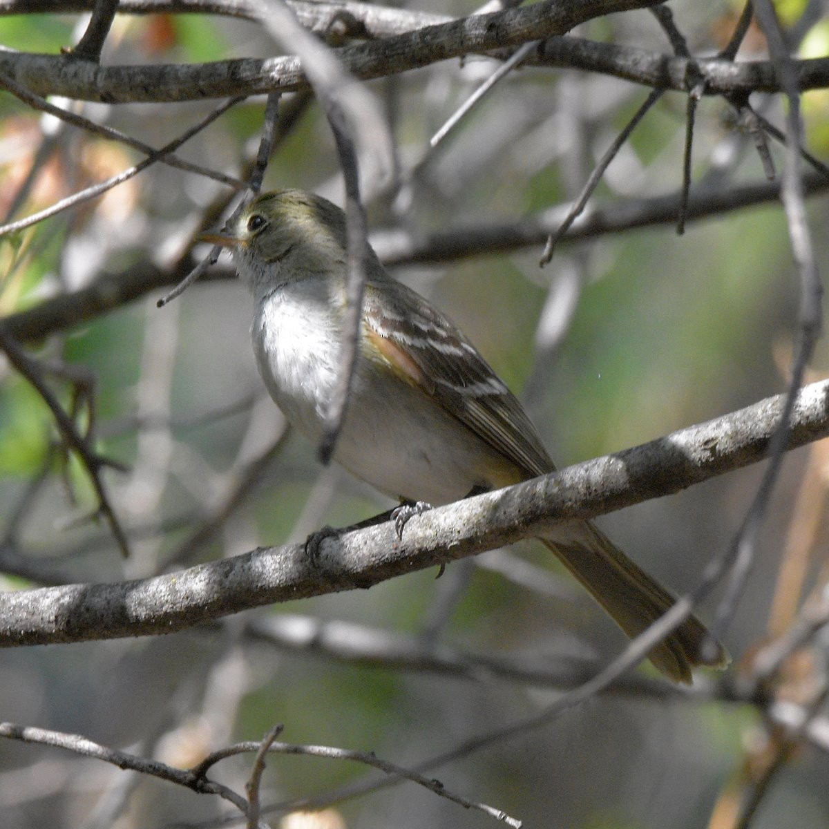 Kısa Gagalı Elenya - ML646995258