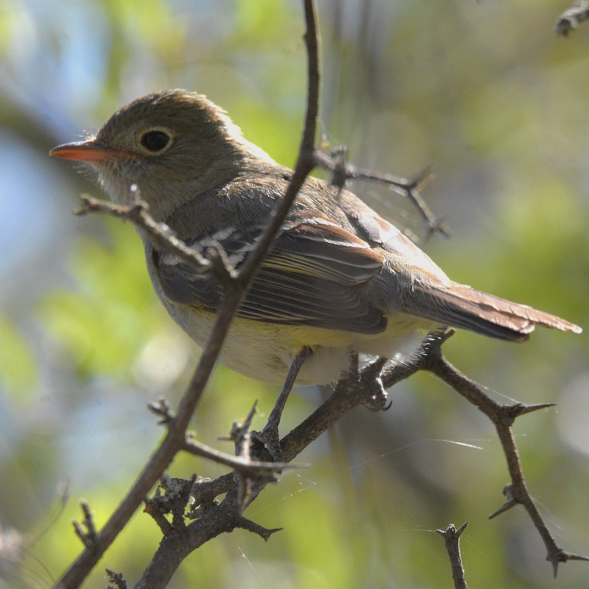 Kısa Gagalı Elenya - ML646995259