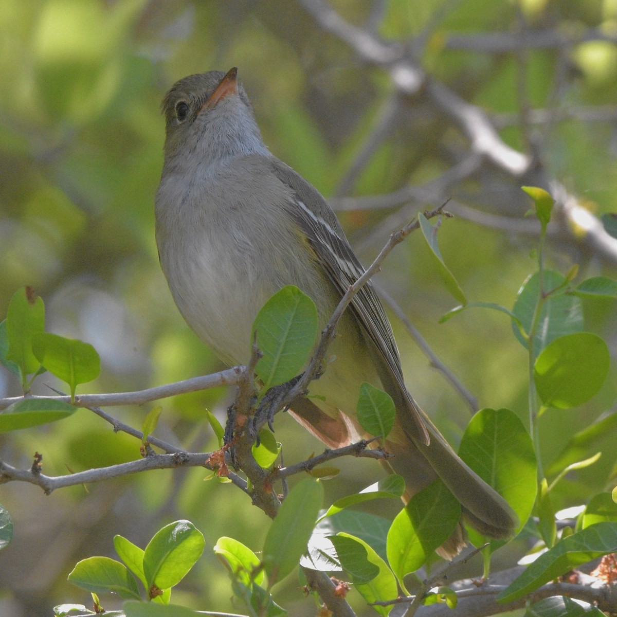 Kısa Gagalı Elenya - ML646995260