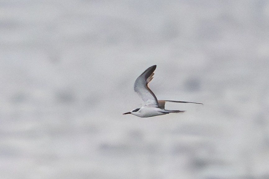 Zügelseeschwalbe - ML646995261