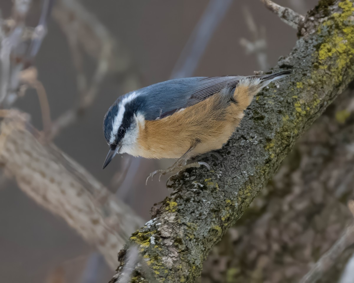 סיטה קנדית - ML646995263