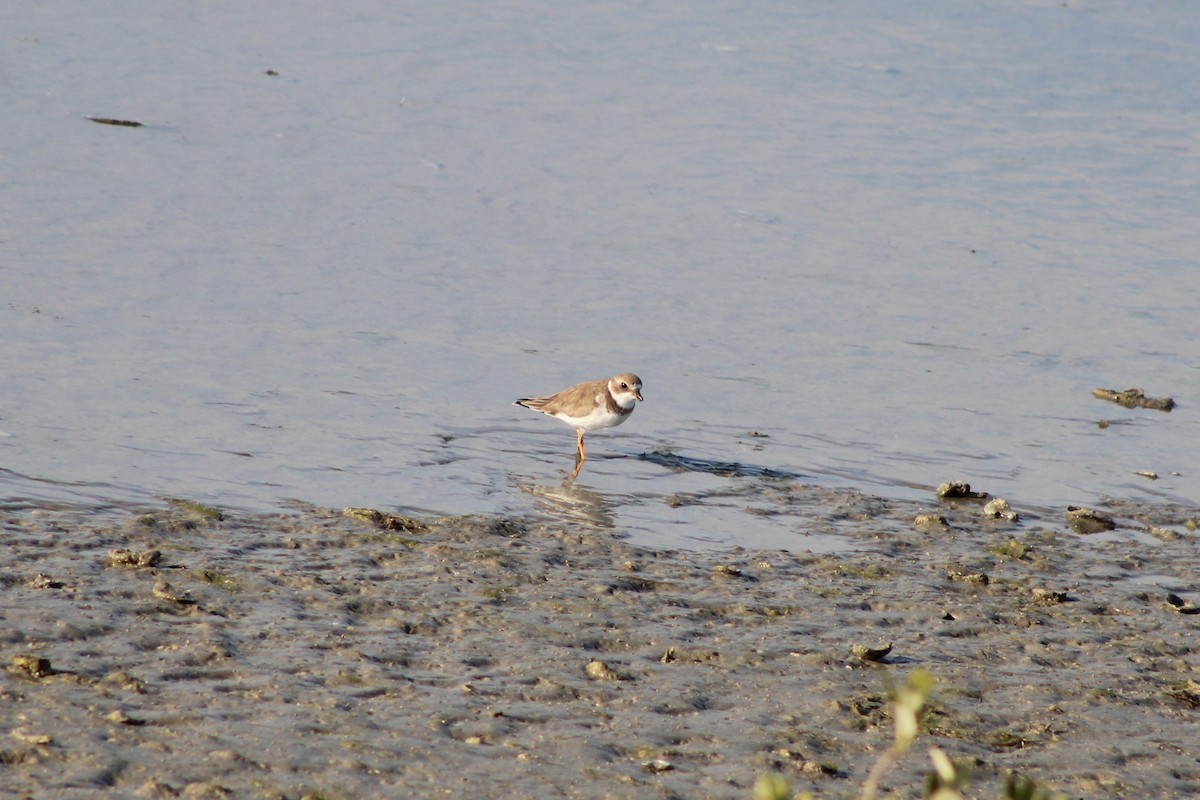 kulík kanadský - ML646995265