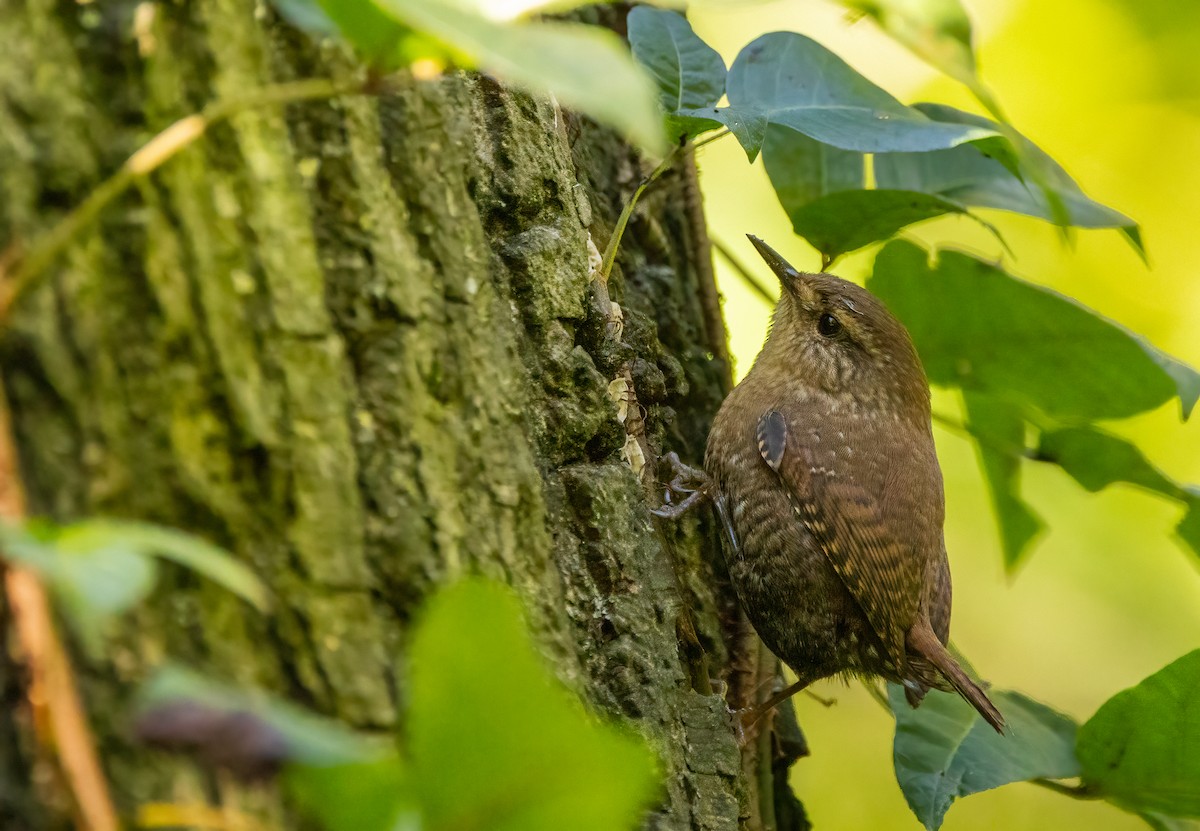 Winter Wren - ML646995266