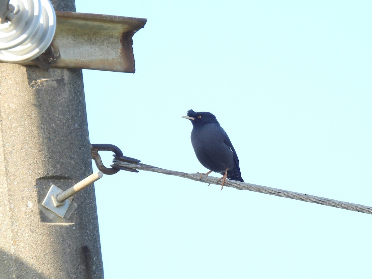 krøllstær - ML646995267