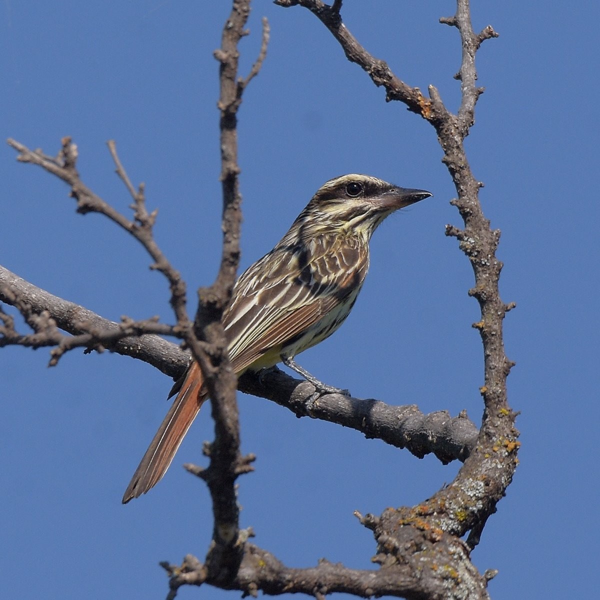 Çizgili Büyük Tiran - ML646995276