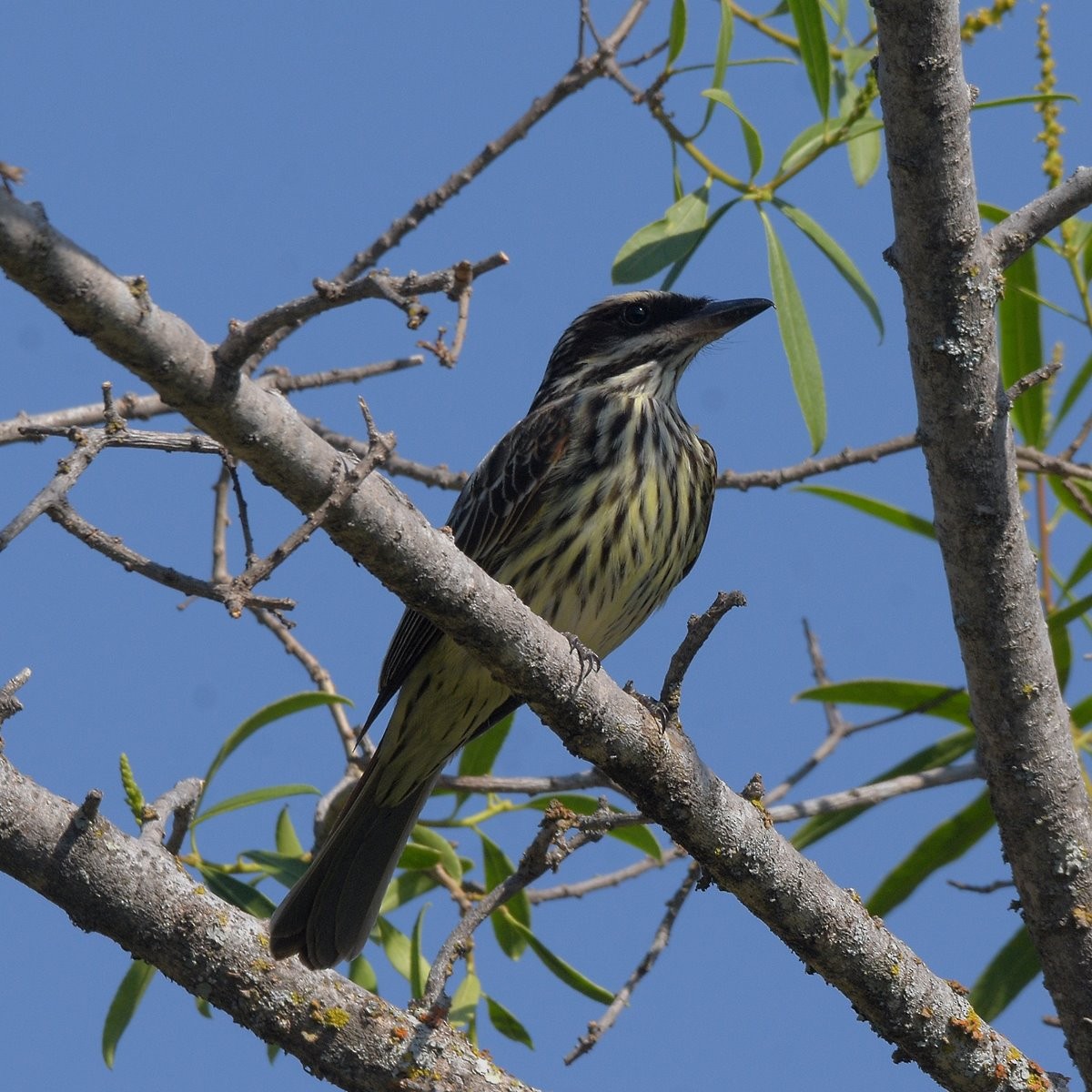 Çizgili Büyük Tiran - ML646995277