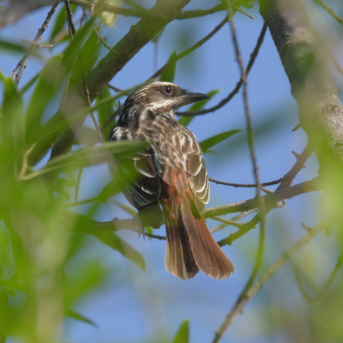 Çizgili Büyük Tiran - ML646995278