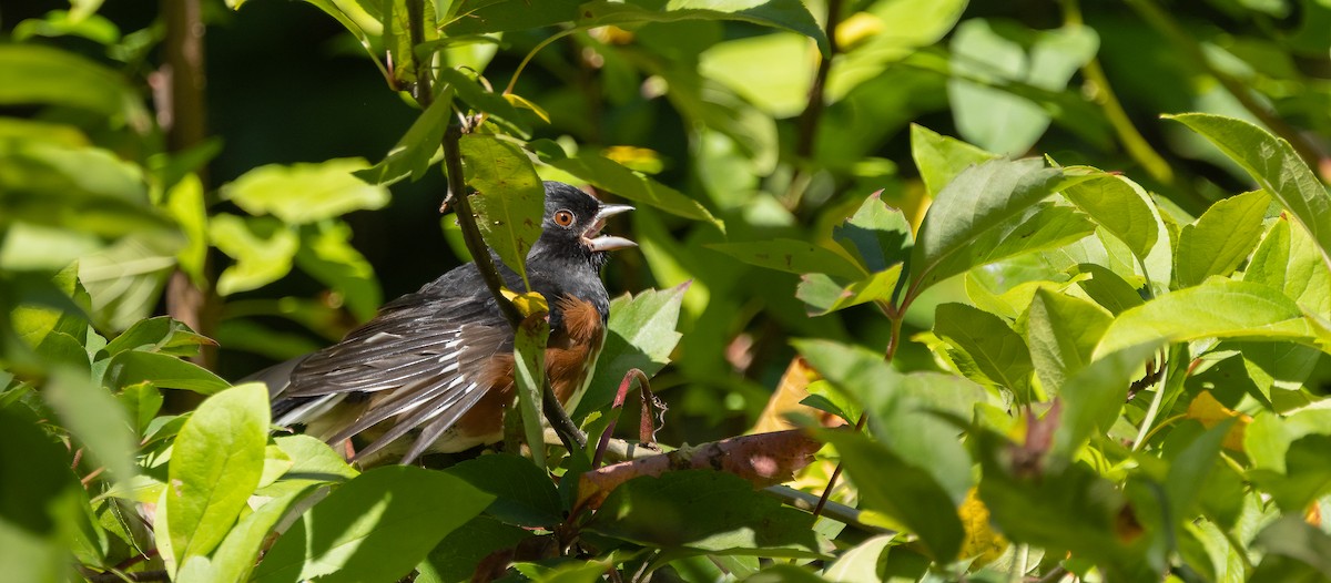 Eastern Towhee - ML646995279