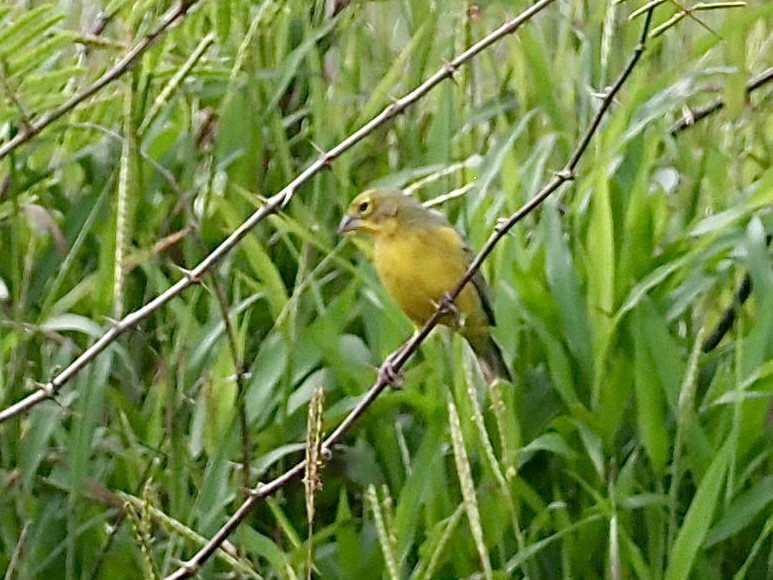 Посвірж короткодзьобий - ML646995280