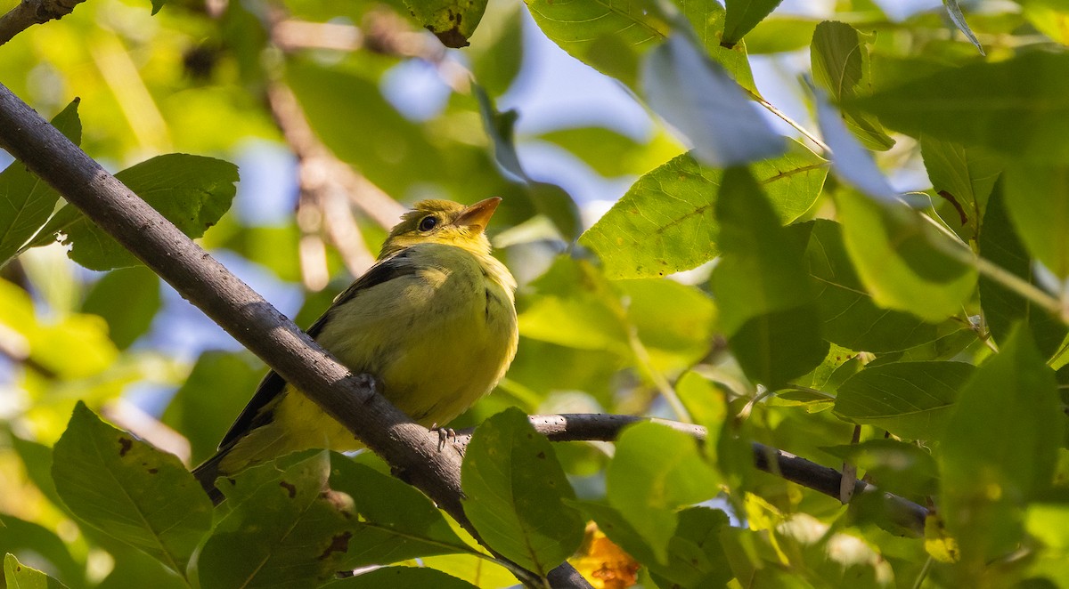 Scarlet Tanager - ML646995284