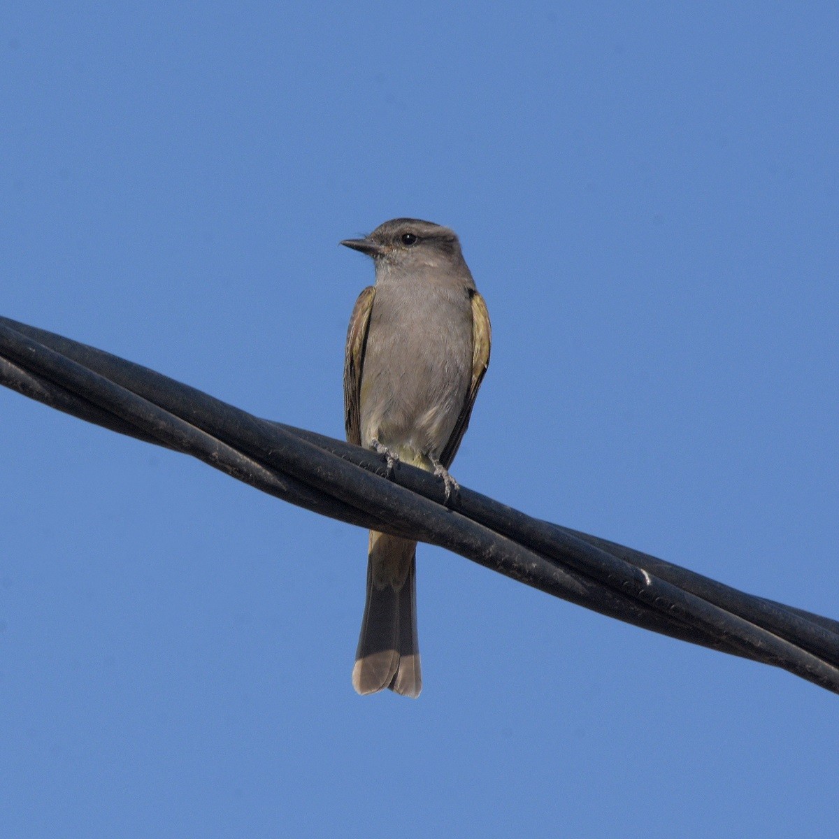 Siyah Taçlı Tiran - ML646995285