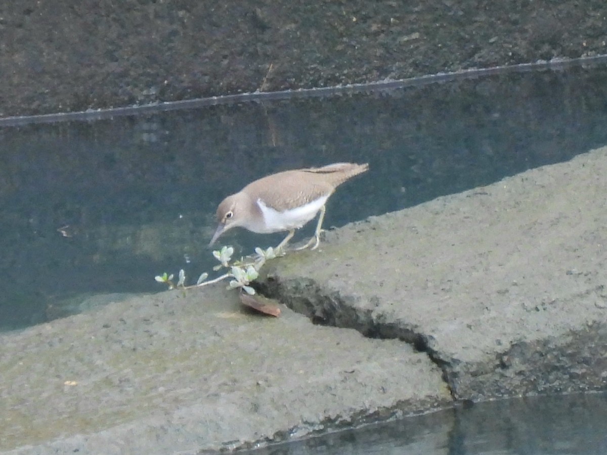 strandsnipe - ML646995289