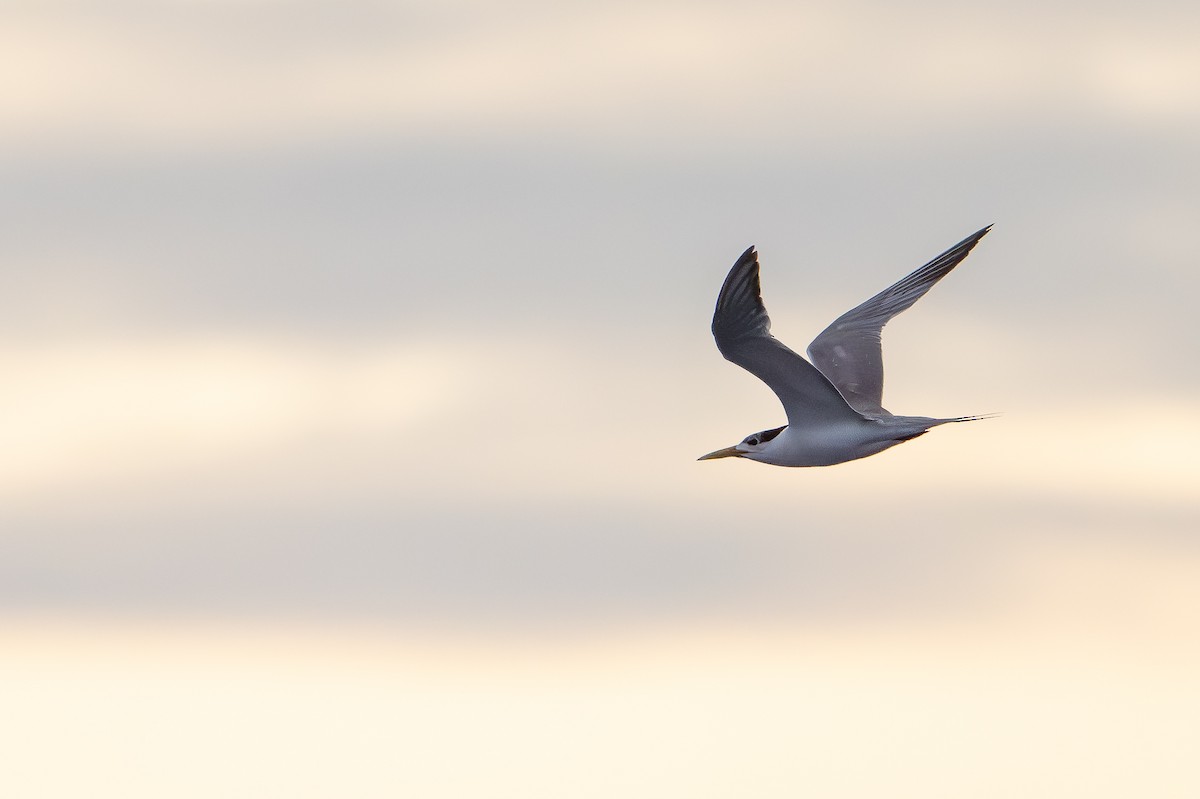 Eilseeschwalbe - ML646995293