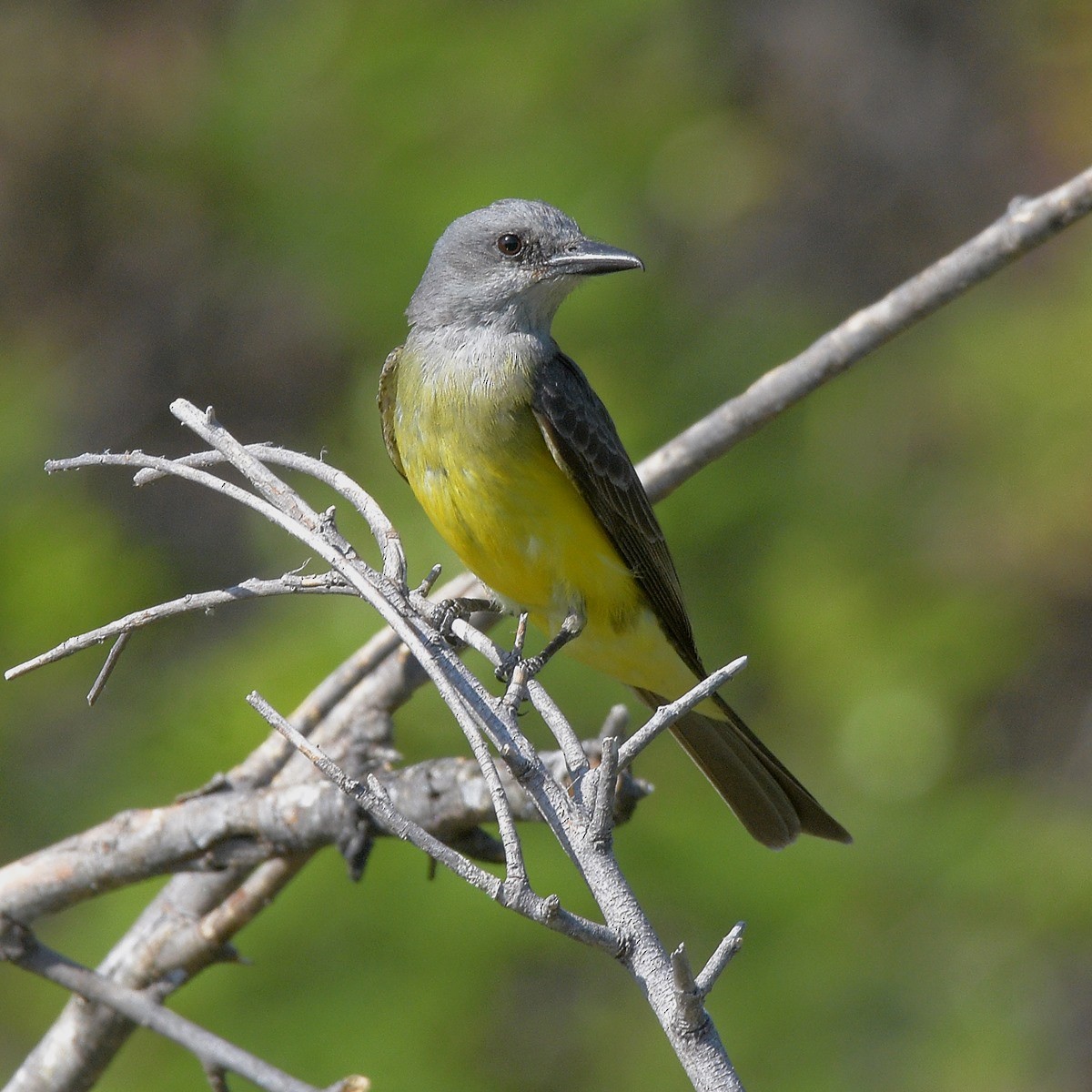 Tropikal Tiran - ML646995294