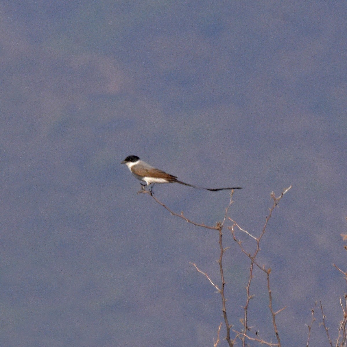 Savan Tiranı - ML646995297