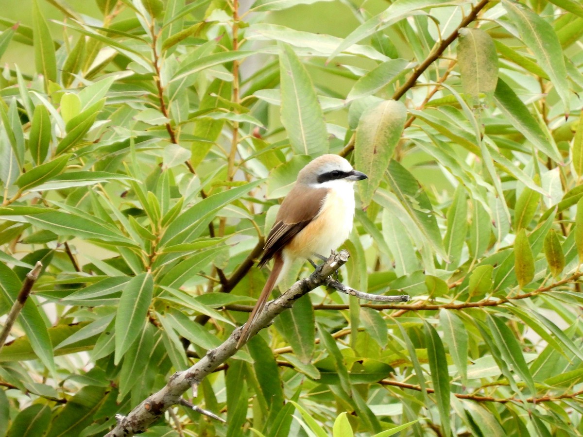 brunvarsler (cristatus/confusus) - ML646995301