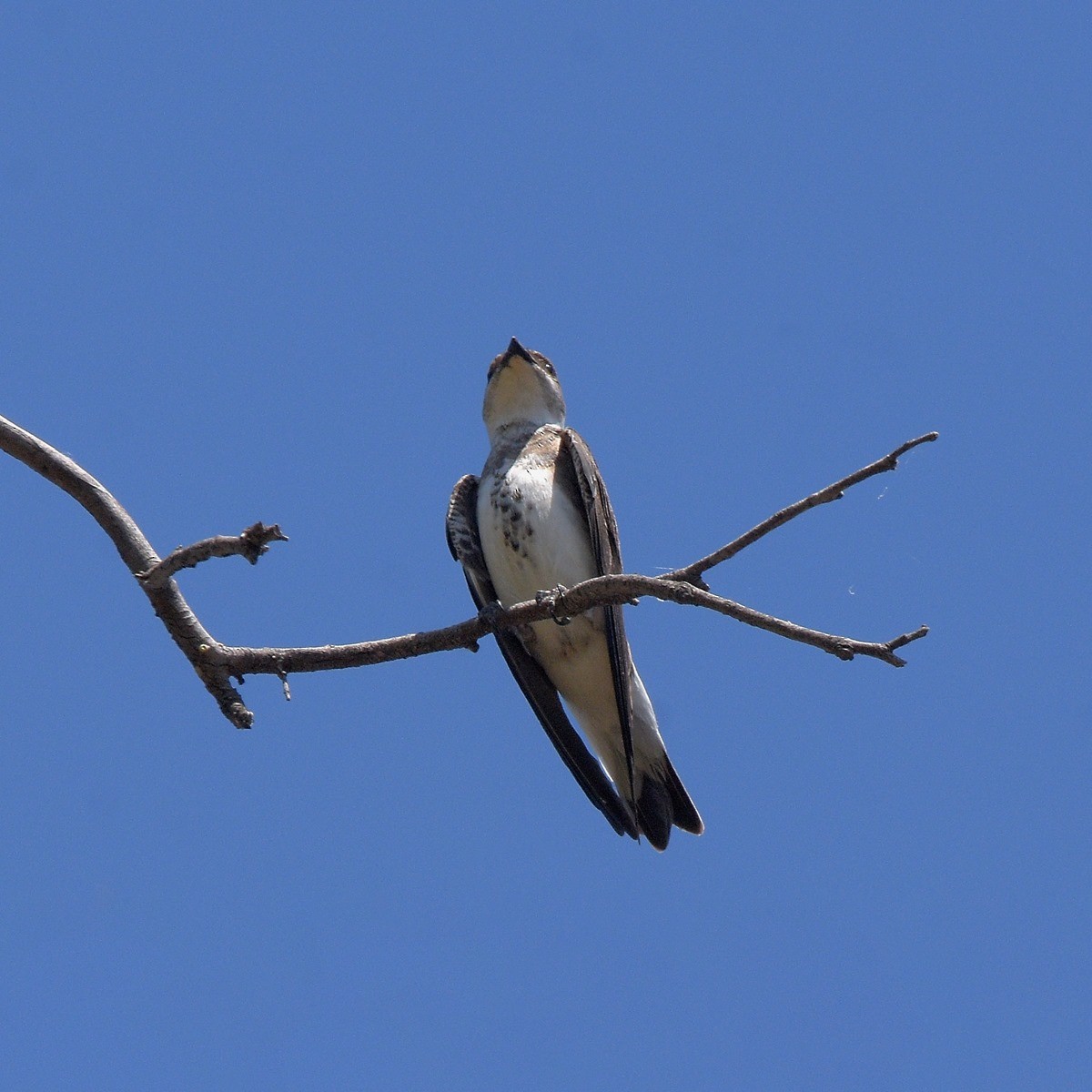 Büyük Kahverengi Kırlangıç - ML646995304