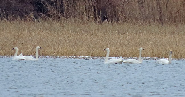 dvergsvane - ML646995308