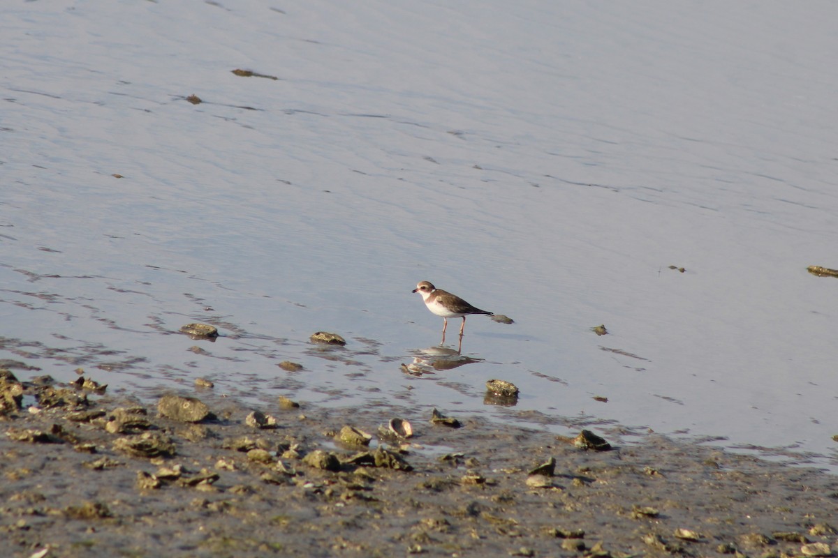 kulík kanadský - ML646995311