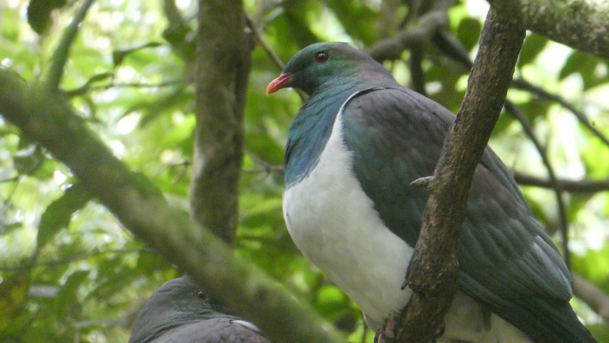 New Zealand Pigeon - ML646995312
