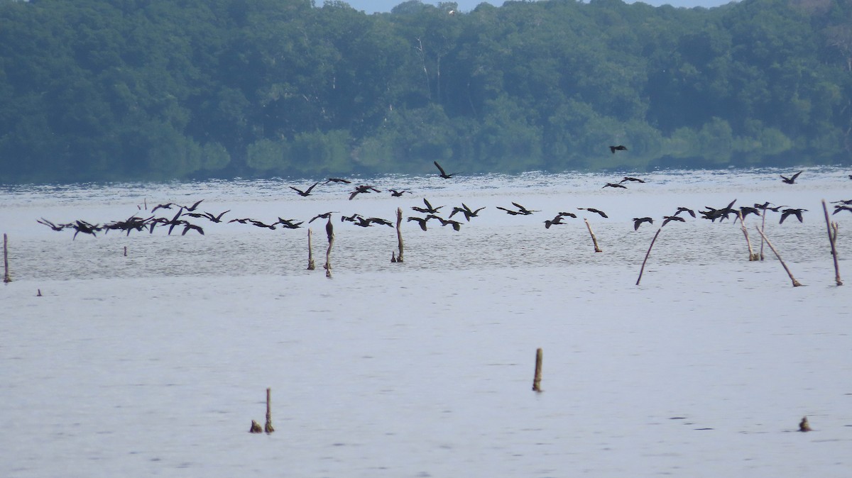 Neotropic Cormorant - ML646995314