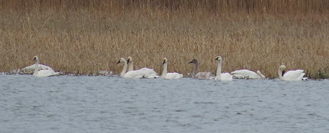 dvergsvane - ML646995315