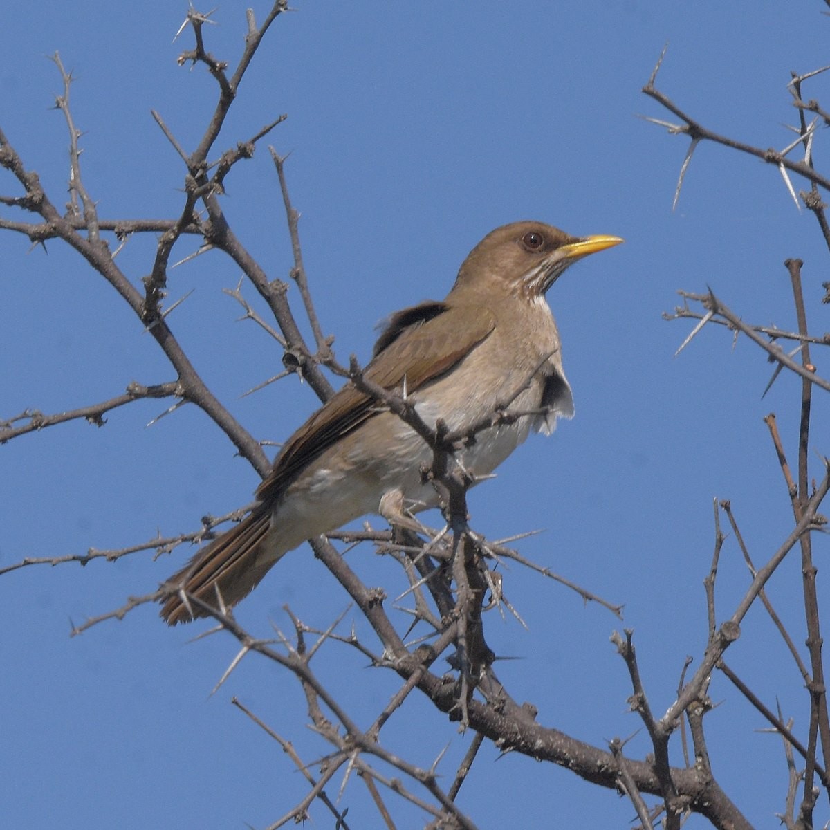 Krem Rengi Ardıç - ML646995324