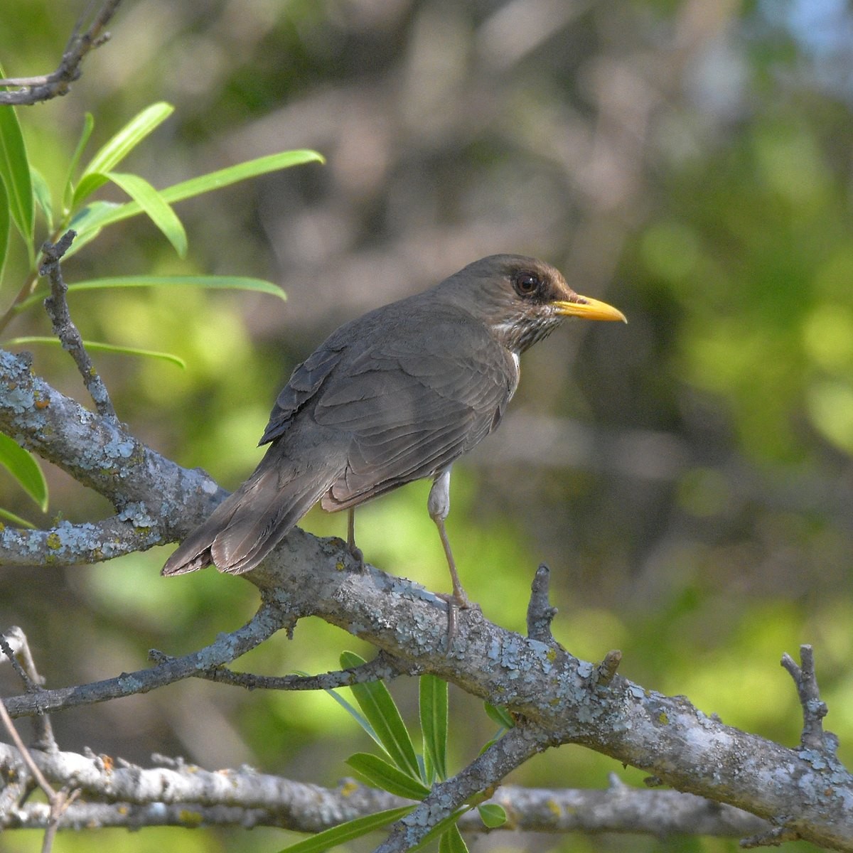 Krem Rengi Ardıç - ML646995325