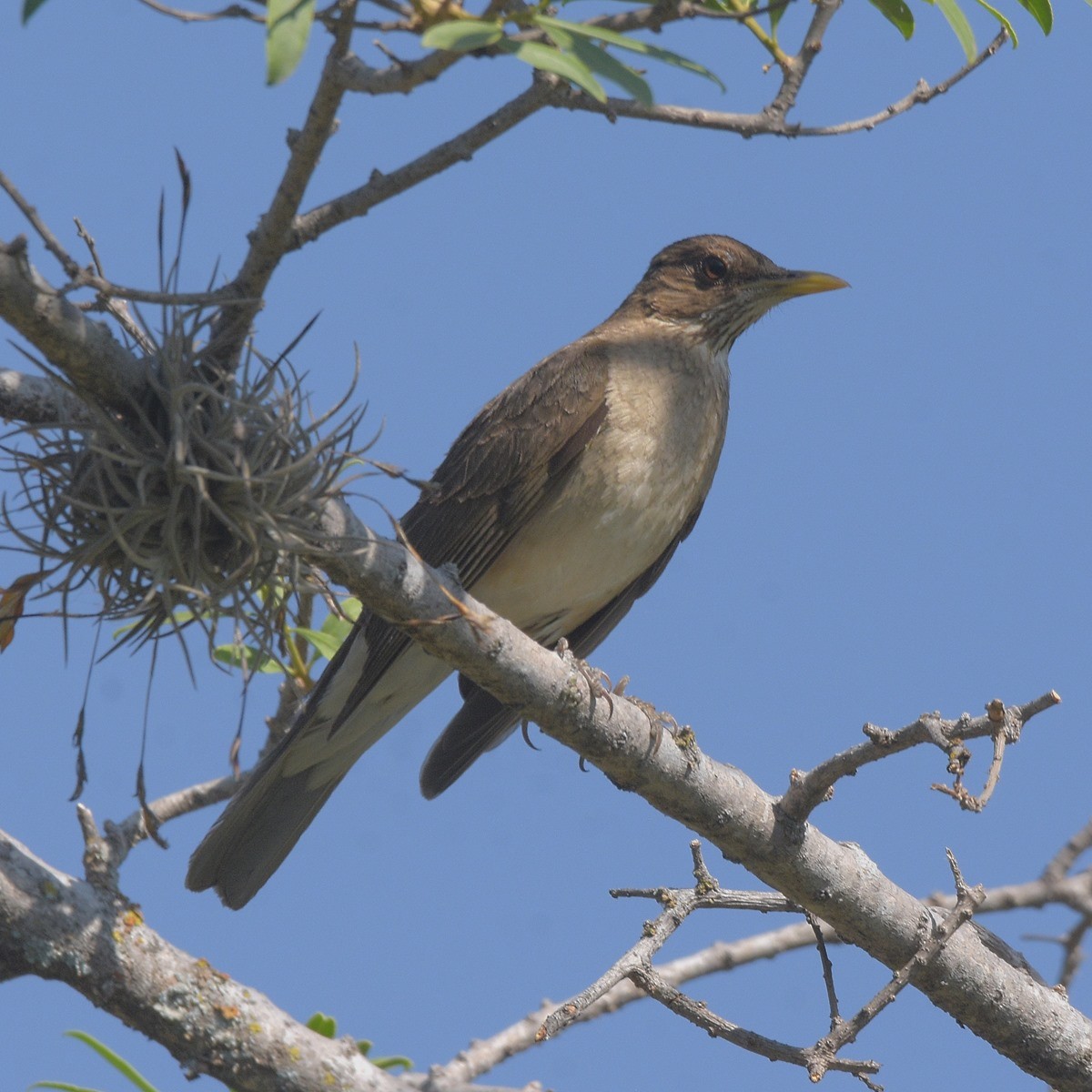 Krem Rengi Ardıç - ML646995326