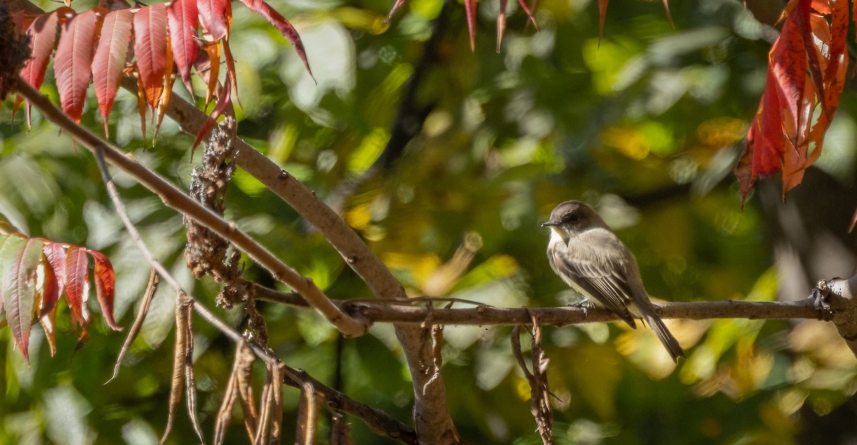Eastern Phoebe - ML646995327