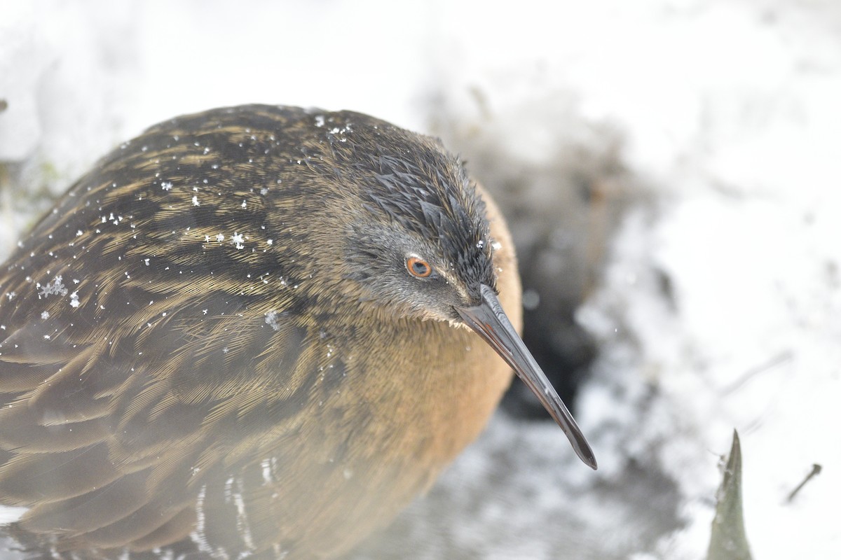 Virginia Rail - ML646995328
