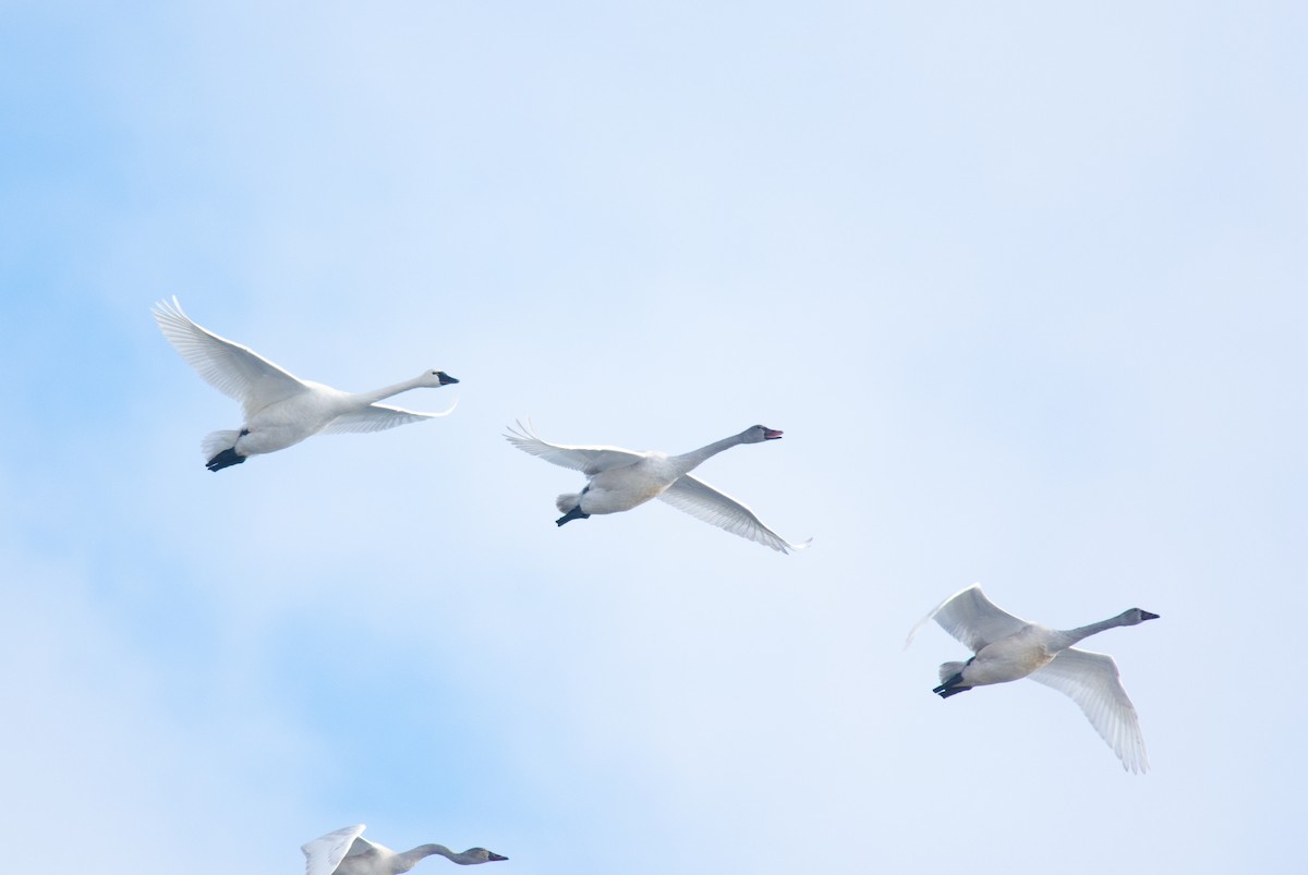 ברבור קטן - ML646995333