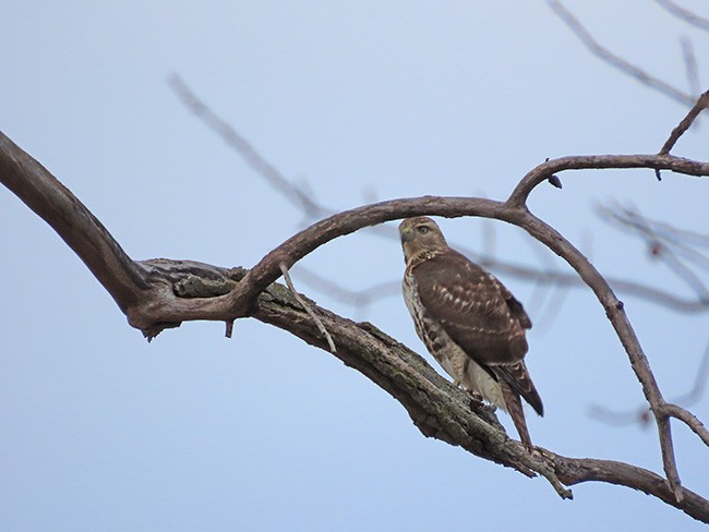 rødstjertvåk - ML646995334