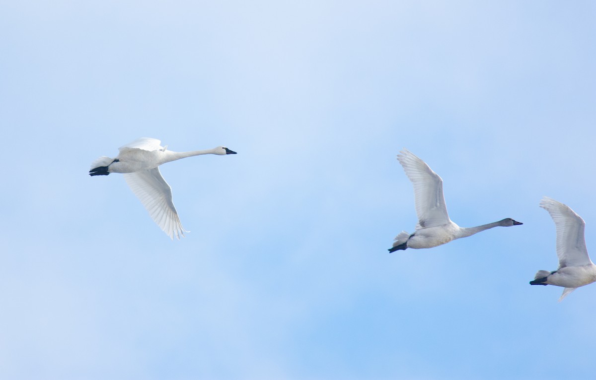 ברבור קטן - ML646995335
