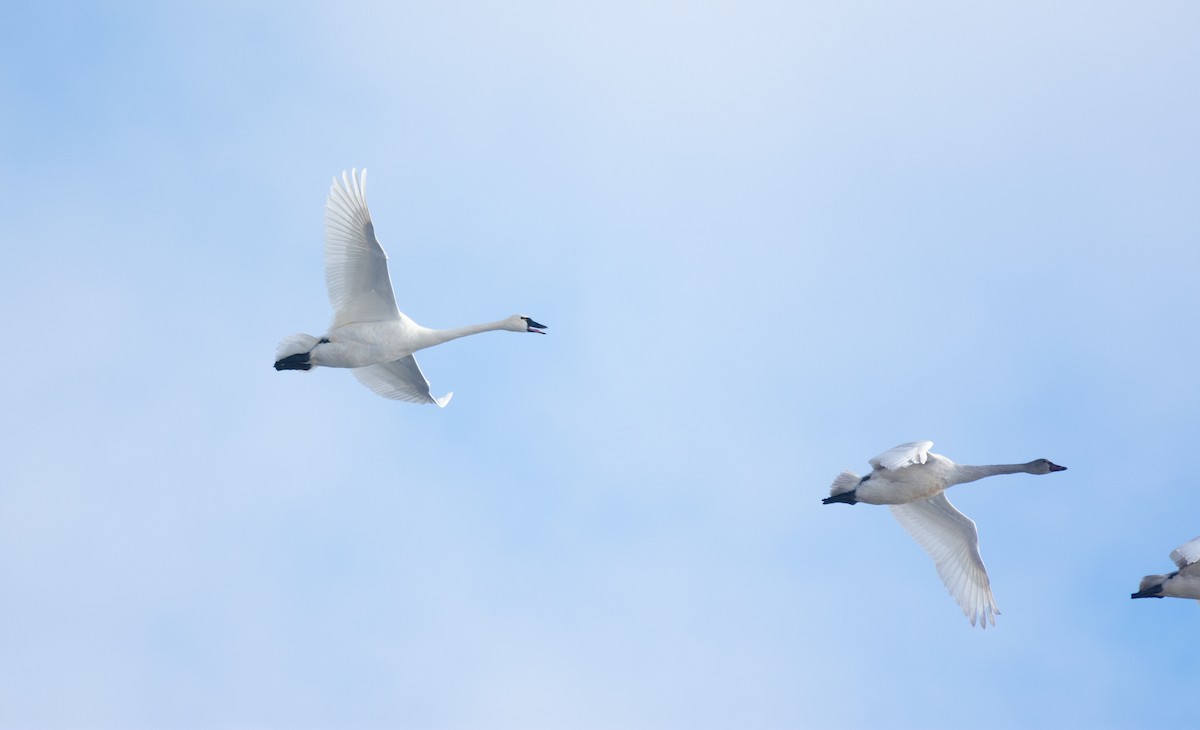 ברבור קטן - ML646995336