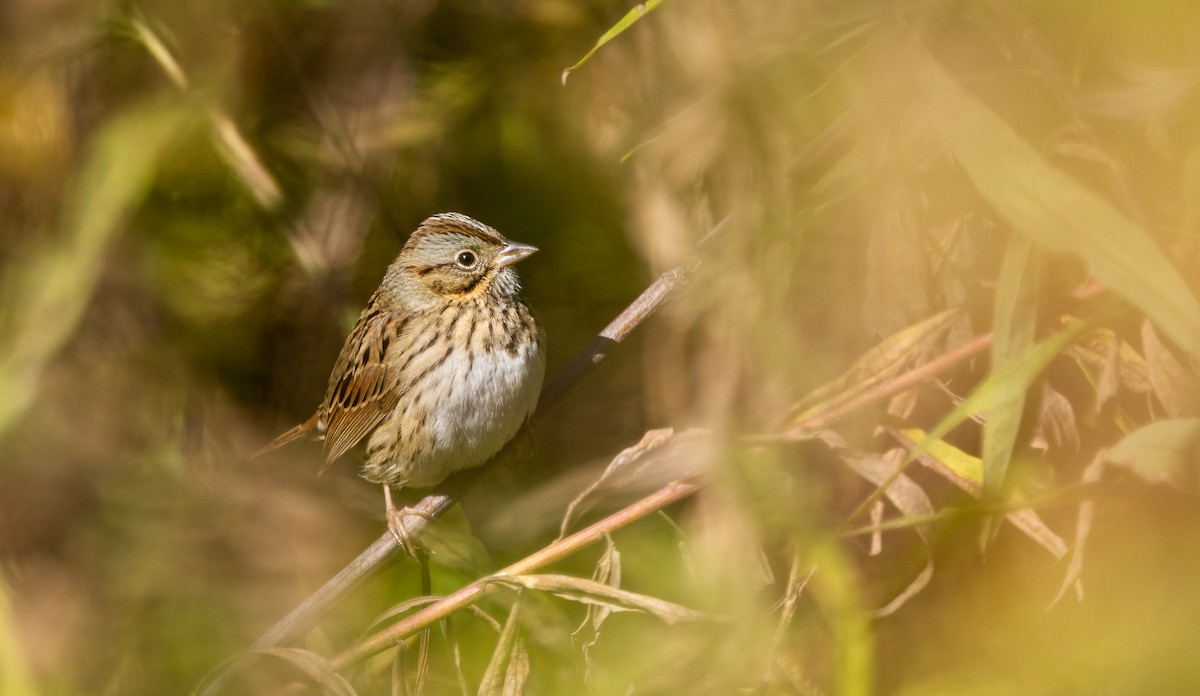 Lincoln's Sparrow - ML646995337