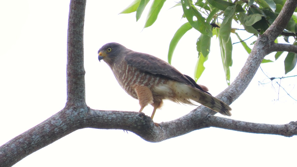 Roadside Hawk - ML646995338