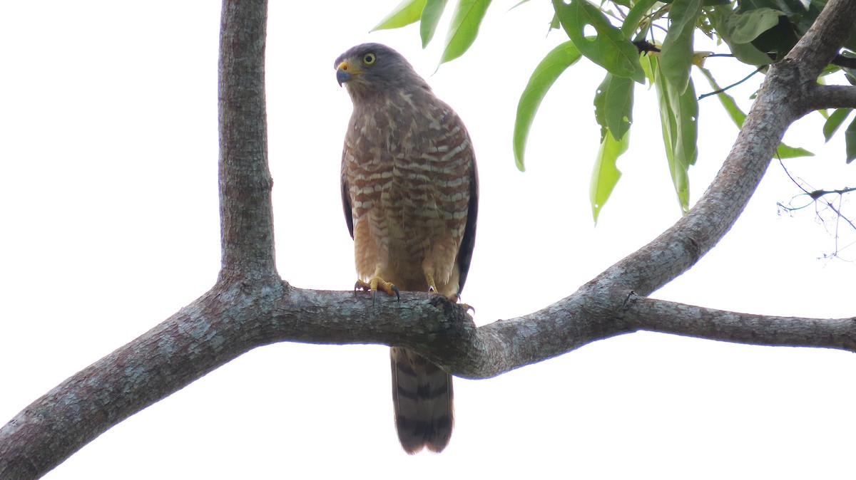 Roadside Hawk - ML646995339