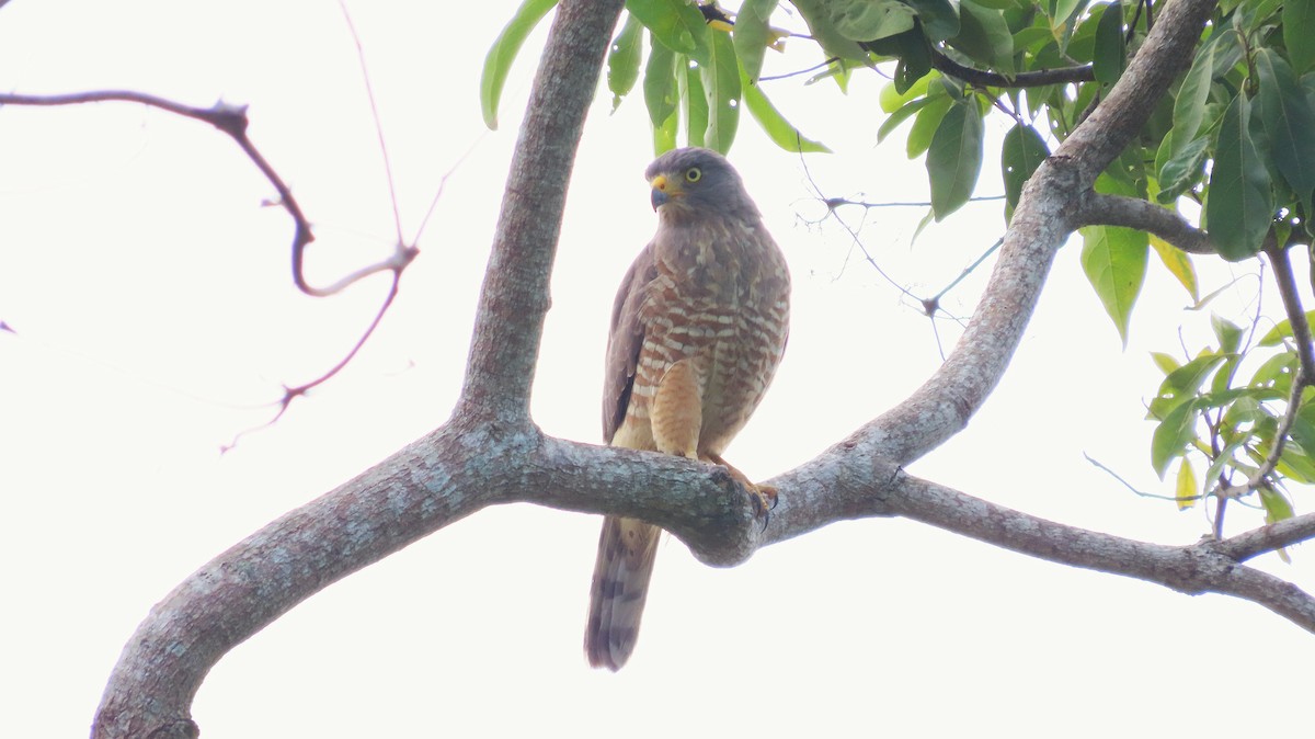 Roadside Hawk - ML646995340