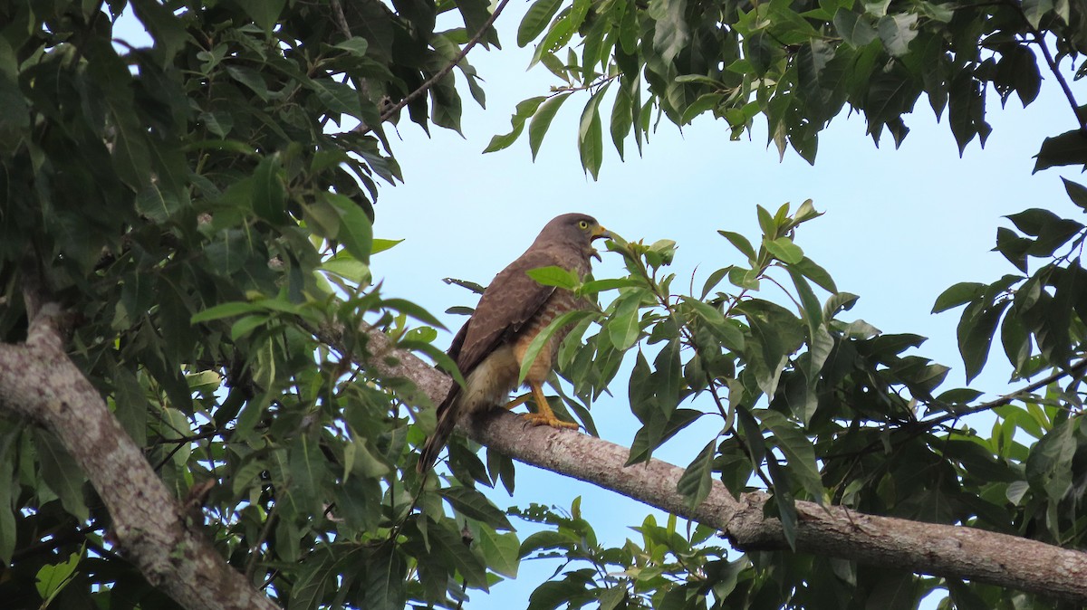 Roadside Hawk - ML646995341