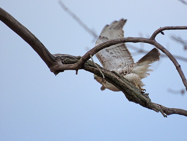 rødstjertvåk - ML646995343