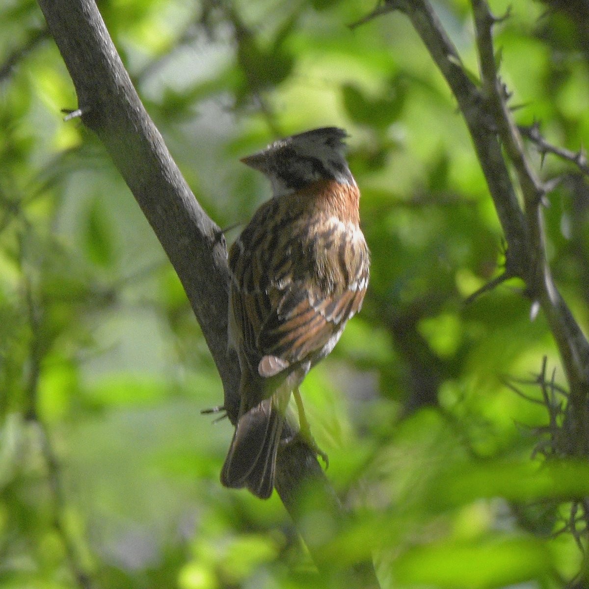 Kızıl Enseli Serçe - ML646995346