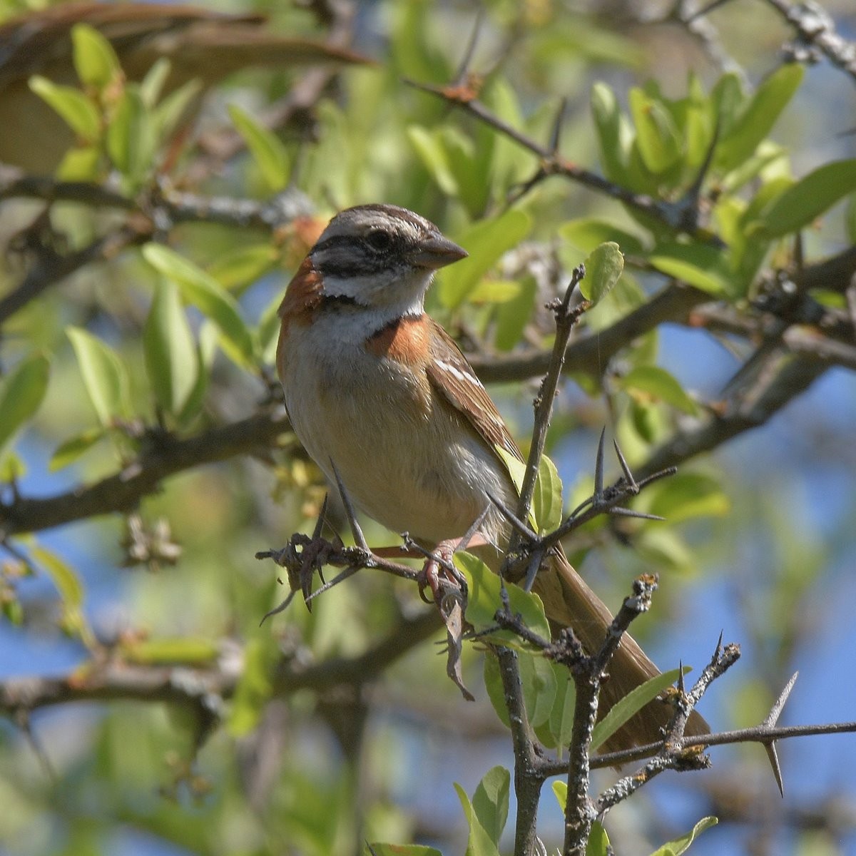 Kızıl Enseli Serçe - ML646995347