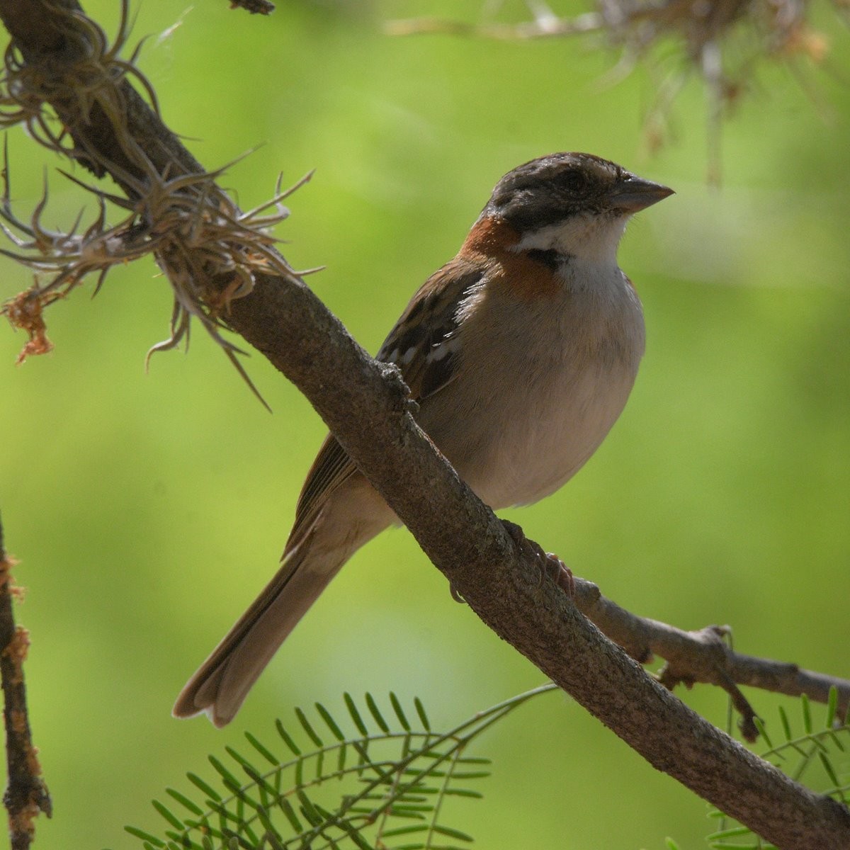 Kızıl Enseli Serçe - ML646995348