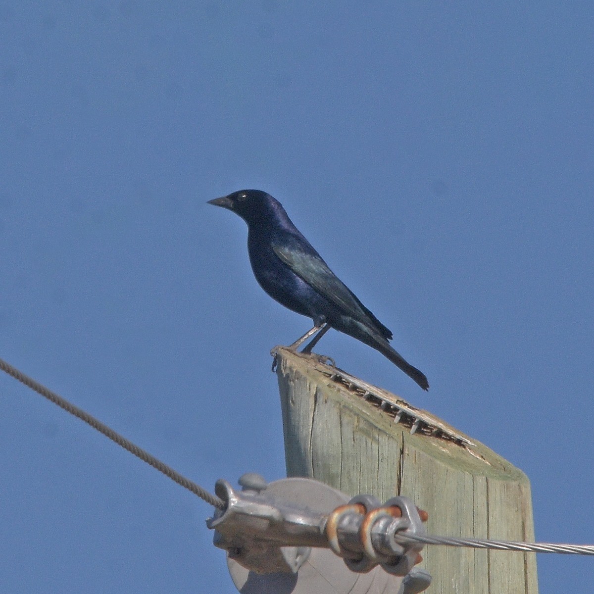 Parlak İnekkuşu - ML646995351